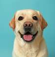 As características marcantes dos cachorros tornam eles ainda mais fofos e encantadores  Foto: Pixel-Shot | Shutterstock / Portal EdiCase