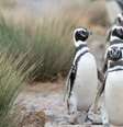Pinguins estão em temporada de migração para praias do Sul e Sudeste do Brasil  Foto: Canva / Perfil Brasil