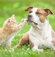 Doenças cardiovasculares também podem afetar a saúde dos pets  Foto: Rita_Kochmarjova | Shutterstock / Portal EdiCase