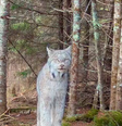 Lince-do-canadá posa para câmera em uma floresta isolada em Minnesota (EUA)  Foto: 