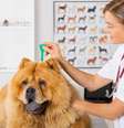 Entenda tudo sobre a leishmaniose em pets  Foto: Shutterstock / Alto Astral