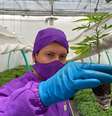 Engenheiro agrônomo inspeciona muda de maconha em uma estufa na Colômbia cuja produção é legalizada e destinada à exportação  Foto: Leandro Prazeres/BBC News Brasil / BBC News Brasil