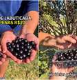 Rodízio de jabuticaba custa  R$ 20 no interior de São Paulo  Foto: Reprodução/Instagram/@perambulandoemsp
