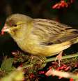 Os canários são uma das aves mais populares no Brasil  Foto: Marcos Flavio | Shutterstock / Portal EdiCase