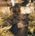 Plantações de cannabis estão sendo descobertas nos lugares mais improváveis  Foto: BBC News Brasil