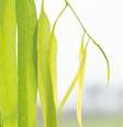 Coloque o Banho de Eucalipto na sua rotina  Foto: Shutterstock / João Bidu