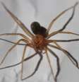 Aranha-marrom ou aranha violinista - É pequena, com 4 cm, e fica escondida em cascas de árvores e folhas secas. Sua picada provoca necrose. A pessoa tem febre, inchaço e pode sofrer problemas graves nos rins.  Foto: Philipe de Liz Pereira wikimedia commons / Flipar