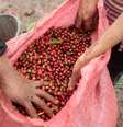 Frutos de café robusta
29/12/2017
REUTERS/Oswaldo Rivas  Foto: Reuters