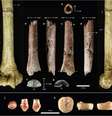 Evolução inicial do tamanho corporal pequeno no Homo floresiensis  Foto: Nature