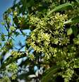 O guaco é uma planta medicinal de origem sul-americana e tem diversos benefícios para a saúde  Foto: NANCY AYUMI KUNIHIRO | Shutterstock / Portal EdiCase