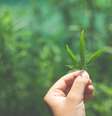 A planta pode ser totalmente utilizada para diversos fins e suas sementes e folhas têm altos valores nutricionais.  Foto: Freepik