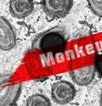 Mpox, a antiga varíola dos macacos  Foto: geralt/Pixabay