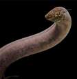 Cientistas realizam maior sequenciamento de genoma da história: 90 milhões de letras de DNA  Foto: Katherine Seghers/Universidade Estadual da Louisiana
