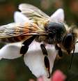 A abelha Apis mellifera que habita o Brasil, conhecida popularmente como africanizada, é resultado do cruzamento das raças europeias e africana. Apesar de serem muito defensivas, as abelhas africanizadas são ativas o ano todo, altamente produtivas e resistentes às doenças.  Foto: Adam Carvalho - Flickr / Flipar