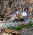 Os gambás são seres com características e comportamentos interessantes  Foto: Bert B Wildlife Photos | Shutterstock / Portal EdiCase