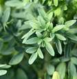 A arruda, planta medicinal, é repleta de compostos bioativos e uma aliada natural em diversos tratamentos  Foto: Skyprayer2005 | Shutterstock / Portal EdiCase