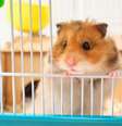 Alguns animais de estimação ocupam pouco espaço e são fáceis de cuidar  Foto: TShaKopy | Shutterstock / Portal EdiCase