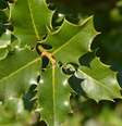 A espinheira-santa é uma planta medicinal brasileira conhecida por suas poderosas propriedades  Foto: CELINE NAEGELEN | Shutterstock / Portal EdiCase
