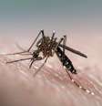 Espanha aposta em método de esterilização para contar dengue na Europa  Foto: Getty Images