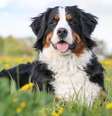 Cachorros da raça bernese encantam por sua pelagem tricolor, temperamento afetuoso e adaptabilidade  Foto: Eve Photo graphy | Shutterstock / Portal EdiCase