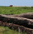 Proporcionalmente em relação ao próprio tamanho, Cerrado foi o segundo bioma que mais perdeu vegetação nativa  Foto: DW / Deutsche Welle