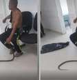 Em um incidente curioso e um tanto inusitado, um homem de 58 anos foi picado por uma cobra enquanto trabalhava em Guarujá  Foto: Reprodução / Redes Sociais / Perfil Brasil