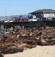 Praia nos EUA é interditada após ser tomada por centenas de leões-marinhos  Foto: Reprodução/NOAA's Monterey Bay National Marine Sanctuary