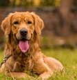 Algumas raças de cachorro se destacam pela beleza  Foto: neelsky | Shutterstock / Portal EdiCase