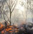 O governador de SP, decretou estado de emergência em 45 cidades do interior devido aos incêndios florestais que vêm assolando a região  Foto: Valter Campanato / Agência Brasil / Perfil Brasil