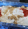 No Japão, os resíduos da produção de alimentos humanos são transformados em ração animal de alto valor por meio de fermentação  Foto: Rachel Nuwer / BBC News Brasil