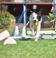 Existem esportes que são praticados por cachorros  Foto: Marcel Blanc | Shutterstock / Portal EdiCase