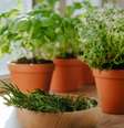Saiba o melhor ingrediente para este ritual  Foto: Shutterstock / João Bidu