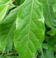 A erva-de-bugre atua como antioxidante e anti-inflamatório natural  Foto: Kida_andesta | Shutterstock / Portal EdiCase