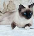 O snowshoe é um gato que se destaca por suas patas brancas  Foto: MelashaCat | Shutterstock / Portal EdiCase