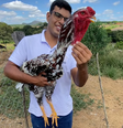 Aves da raça índio gigante podem ultrapassar 1 metro de altura  Foto: Reprodução/Instagram/@uguilhermebueno
