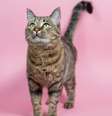 O ronronar dos gatos não representa só felicidade e pode ter diferentes significados  Foto: Reshetnikov_art | Shutterstock / Portal EdiCase