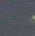 Carro submerge em rio após casal cometer gafe  Foto: Reprodução | CBS