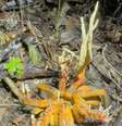 Tarântula dominada pelo fungo Cordyceps  Foto: Reprodução/Instagram