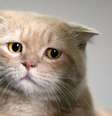 Gato com semblante triste.  Foto: Getty Images / BBC News Brasil