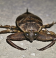Imagem mostra barata d'água.   Foto: pixabay