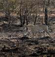 Onça após incêndio que atinge Pantanal  Foto: Bruno Sartori