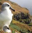 Albatrozes-gigantes da Ilha Marion  Foto: Divulgação/MouseFreeMarion