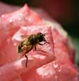 Aprenda poderosas simpatias com estes ingredientes  Foto: Shutterstock / João Bidu