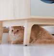É normal que gatos busquem esconderijos, como embaixo dos móveis, até se adaptarem ao ambiente  Foto: Bangkok Click Studio | Shutterstock / Portal EdiCase