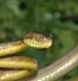 A cobra-arbórea-marrom (Boiga irregularis) causou a extinção de algumas espécies de pássaros que vivem em Guam  Foto: Isaac Chellman/Estadão
