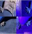 Cerdas fotoluminescentes induzidas por UV nos pés de um indivíduo de Tadarida brasiliensis de Milpa Alta  Foto: Mammalian Biology 