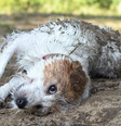 Às vezes, nossos cães rolam em algo nojento e há várias possíveis explicações para isso  Foto: Getty Images / BBC News Brasil