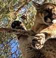 Um garoto de 5 anos sofreu ferimentos sérios após ser atacado por um puma, em um parque estadual nos Estados Unidos  Foto: California Department of Fish and Wildlife / BBC / Perfil Brasil