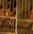 Mulher é atacada por pit bull em tentativa de feminicídio em Peruíbe; vítima foi socorrida e levada à UPA  Foto: Reprodução/Redes Sociais 