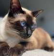 Gato balinês encanta os tutores por sua graça, elegância e personalidade carinhosa  Foto: beka venezia | Shutterstock / Portal EdiCase
